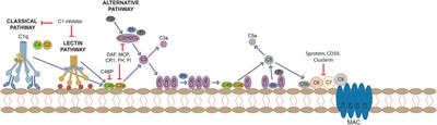 Beyond Systemic Lupus Erythematosus and Anti-Phospholipid Syndrome: The Relevance of Complement From Pathogenesis to Pregnancy Outcome in Other Systemic Rheumatologic Diseases